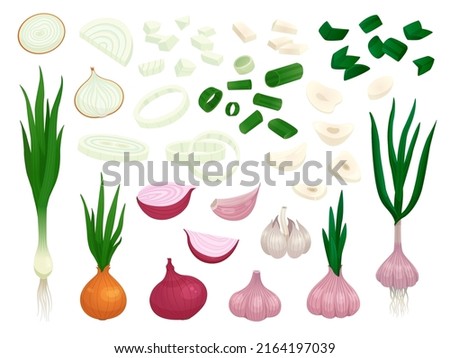 Raw onion. Half onions, vegetables slices fresh cut. Peeled garlic piece, cartoon organic green leeks. Isolated shallot, cook spices racy vector set Royalty-Free Stock Photo #2164197039