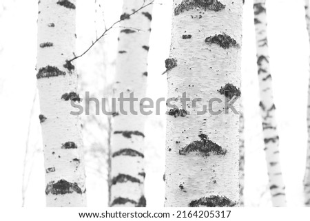 Young birches with black and white birch bark in winter in birch grove against background of other birches Royalty-Free Stock Photo #2164205317