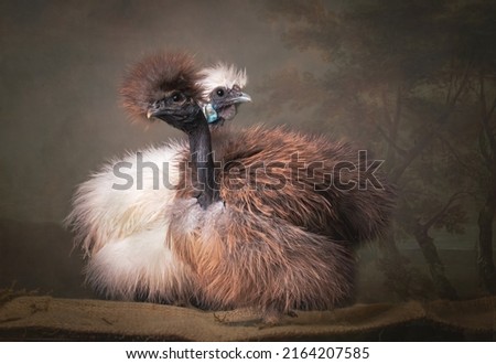  The little silkie chicken showgirls Royalty-Free Stock Photo #2164207585