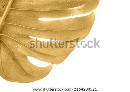 Gold Monstera summer leaf. Tropic palm flora. Jungle rainforest exotic shape. philadendron spring popular liana. Large nature big tree. Poster plant. Isolated white background. Houseplant detail