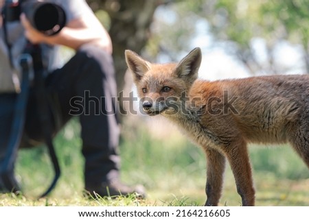 young fox in nature - photographer and a young fox