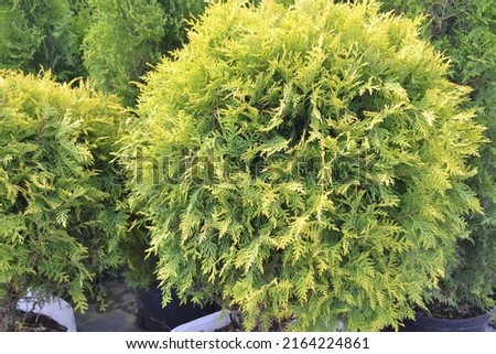 Northern white-cedar 'Golden Globe', evergreen coniferous (Thuja occidentalis) Royalty-Free Stock Photo #2164224861