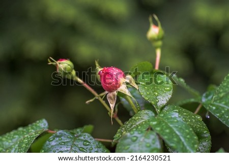 Bud of a blooming scarlet rose and green leaves are covered with raindrops on a summer morning on a blurred background of a green garden. Selective focus, copy space