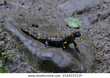 A salamander sitting on a stone