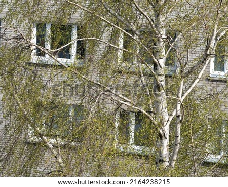 Looking at the old soviet era appartment buildings through the branches of birch trees. Early spring with trees having just small little leaves. Old Soviet union styled architecture.