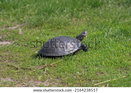 The turtle moves swiftly through the green grass