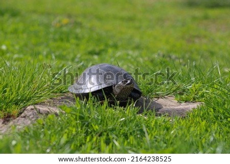 A turtle on a walnut stump basking in the summer sun