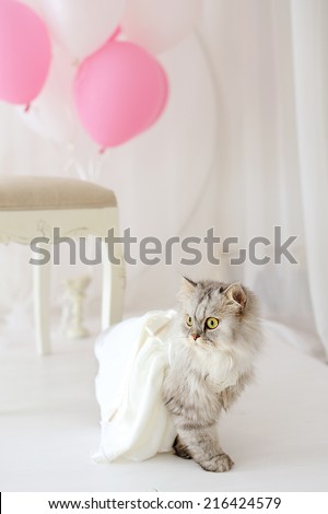 cat in wedding dress