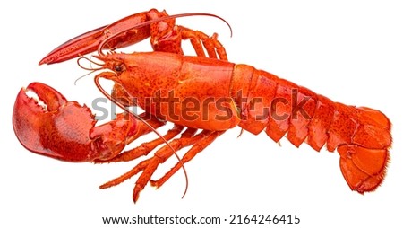 Red lobster isolated on white background, full depth of field Royalty-Free Stock Photo #2164246415
