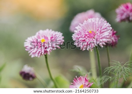 
blooming Bellis perennis daisy, with pink flower heads.Fresh delicate natural flower nature background, wallpaper.Beautiful pink blooming banner.Macro photography of magical flowers.