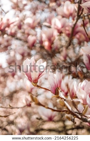 Closeup of blooming soft pink magnolia tree in spring on pastel bokeh background, horizontal banner.