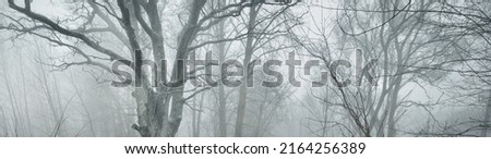 Winter forest landscape. Mighty trees. Atmospheric landscape. Climate change, nature, environmental conservation. Europe. Panoramic view