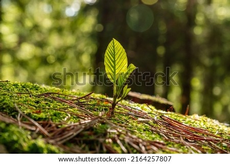 Strong seedling growing in the center of the trunk of cut stumps. Tree, support concept, building the future in the focus of new life Royalty-Free Stock Photo #2164257807