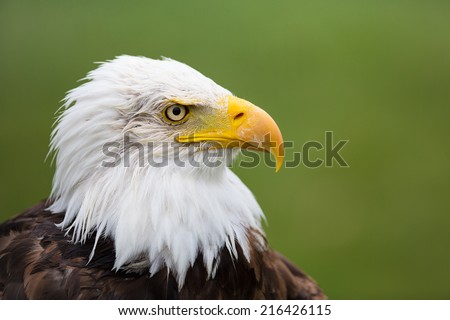 A high resolution image of a confident looking bald eagle with a green background.