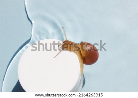 Snail on the jar of skin cream on water background. Beauty skin care, snail mucin based cosmetics. Beauty concept. Royalty-Free Stock Photo #2164263915