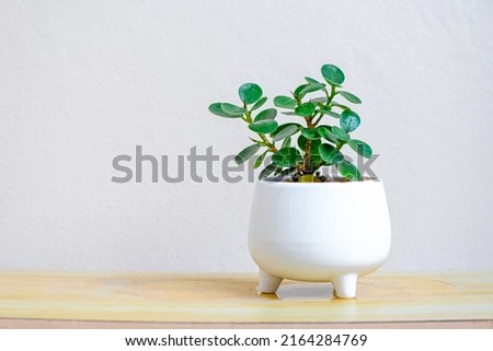 small trees in white pots for decoration in home garden , minimal plant tree Ficus annulata white pot plant on the table  Royalty-Free Stock Photo #2164284769