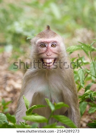 Portrait , one little brown monkey or Macaca in the forest park sits alone with a cheeky smile and is happy, funny, enjoying making eye contact. At Khao Ngu Stone Park, Ratchaburi. Royalty-Free Stock Photo #2164289273