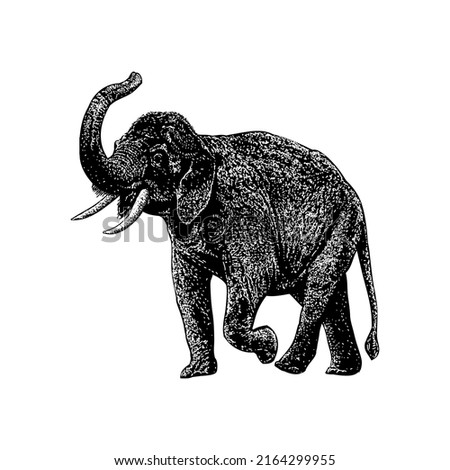 Indian Elephant hand drawing vector illustration isolated on white background