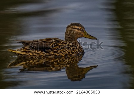 A ADULT FEMALE MALLARD DUCK FLOATING IN A LAKE WITH A NICE REFLECTION IN THE WATER