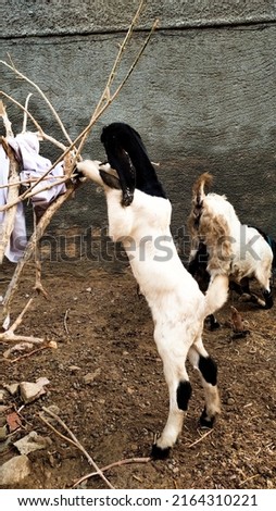 Beautiful Black and white Baby Goat climbing on a plant for food
