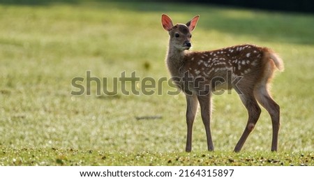 Backlit of newborn Japanese spotted deer on a green field in the morning. 