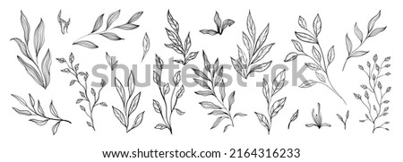 Set of branch and leaves collection. Floral hand drawn vintage set. Sketch line art illustration. Element design for greeting cards and invitations of the wedding, birthday Royalty-Free Stock Photo #2164316233