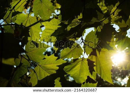 Early morning. The sun breaks through the foliage.
