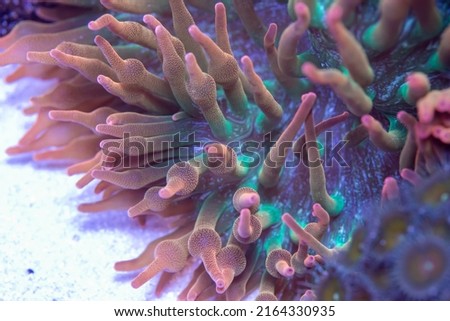 Sea anemone in the coral reef tank, with motion in water current