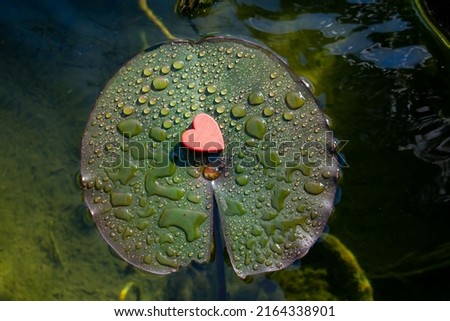 Red heart on a water lily leaf in a pond. A symbol of tender fragile love or feeling. Drops of water on water lily leaves. Glare from the morning sun