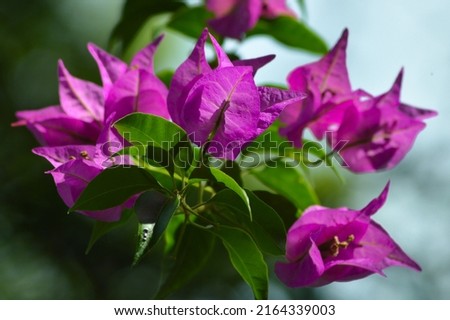 Close Up View Sweet Fresh Pink Blooming Flowers Of Bougainvillea Among The Leaves