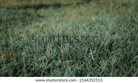 Perfect green background with grass in winter. weed.