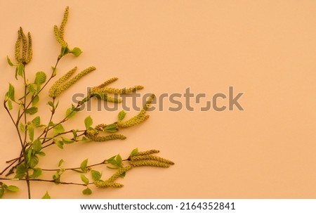Birch branches with young green leaves and earrings lie on a beige pastel background, top view, spring postcard, a place for text.