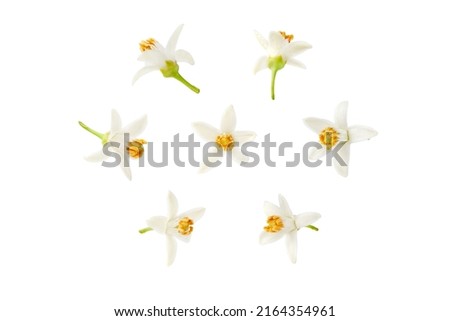 Neroli white flower in different positions set isolated on white. Citrus bloom. Seven orange tree blossoms. Royalty-Free Stock Photo #2164354961
