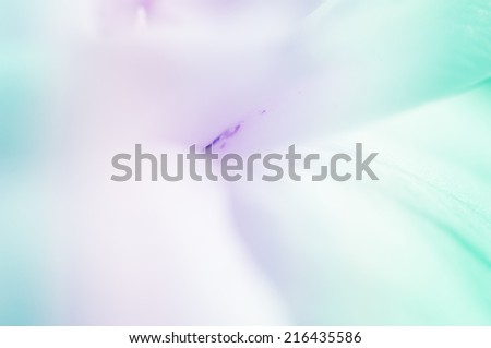Petal of flower in blurred style with color filtered for background