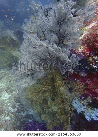 A large group of colourful sea fan, sea anemone, natural symbiosis and coral reefs. Tropical underwater sea eco system. Tachai Island, Andaman Sea, Thailand.