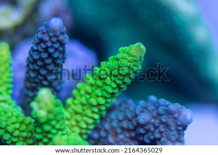 SPS Coral growth from frags in the coral reef aquarium fish tank, with Polyps motion in water current Royalty-Free Stock Photo #2164365029