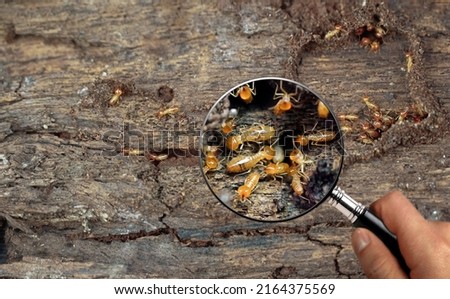 Termite Workers, Small termites, Work termites walk in the nest. Termites enlarge, zoom with magnifying glass.                                            Royalty-Free Stock Photo #2164375569