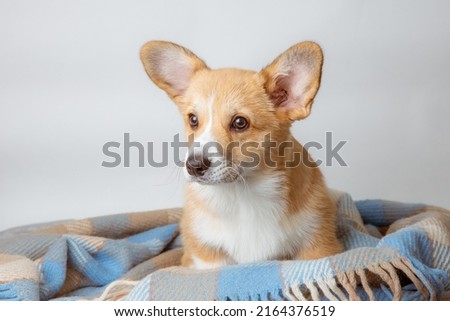 a welsh corgi puppy wrapped in a plaid on a white background