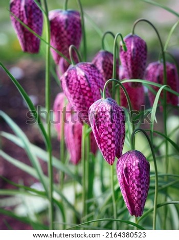 Bright flowers of hazel grouse in spring. Close-up with selective focus, vertical photo. Cultivated bush with flowers in the form of bells, covered with checkered pattern. Green thin leaves and stems