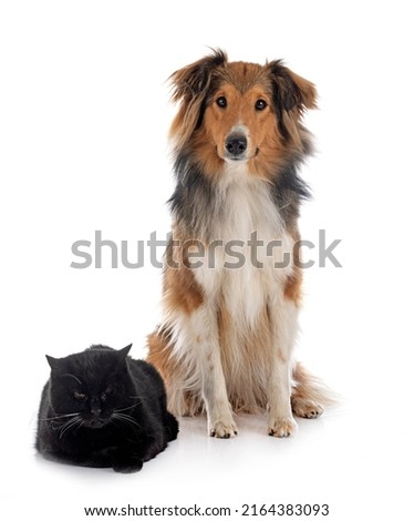 Shetland Sheepdog and cat in front of white background