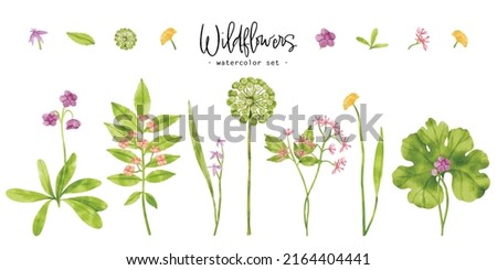 Set of Cute wildflowers plants watercolor illustration for Decorative Element