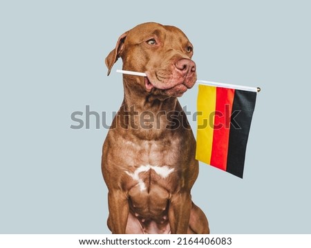 Lovely, pretty dog and German Flag. Closeup, indoors. Studio photo. Congratulations for family, loved ones, relatives, friends and colleagues. Pets care concept Royalty-Free Stock Photo #2164406083