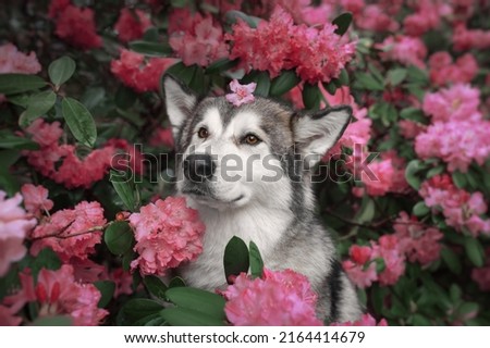 Portrait of an Alaskan Malamute dog in pink flowers Royalty-Free Stock Photo #2164414679
