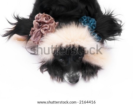 this is a black dog on a white background