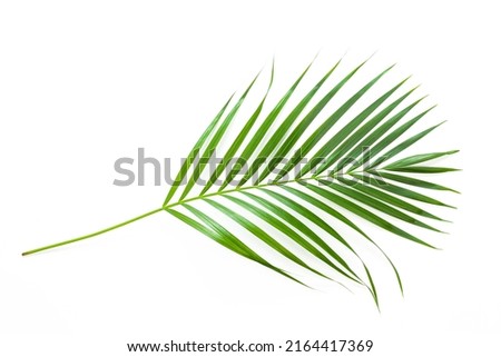 leaves of coconut palm tree isolated on white background, summer background.