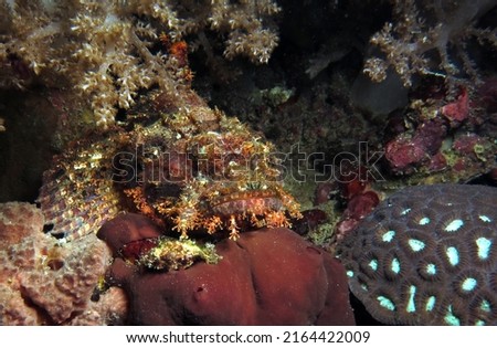 A Bearded scorpionfish camouflaged amongst corals Cebu Philippines                               