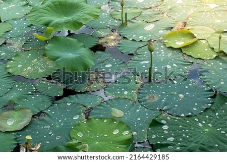 water drop on the lotus leaf, rainy season, Lotus leaves background, Green leaf texture background, Rainy day.