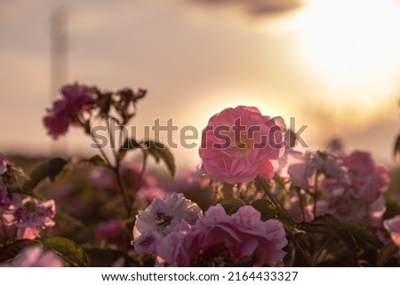 field with the fragrant damask rose