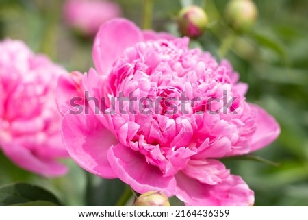 Pink peonies flowers blooming on a background of pink peonies. Peony garden.