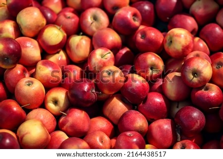 Red apples background. Fresh apples for sale. Close up